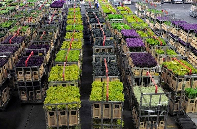 Цветочный аукцион в голландии – как все происходит