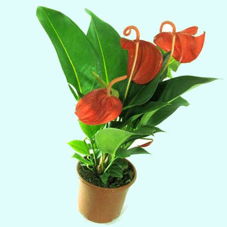 Антуриум: уход в домашних условиях, особенности выращивания цветка