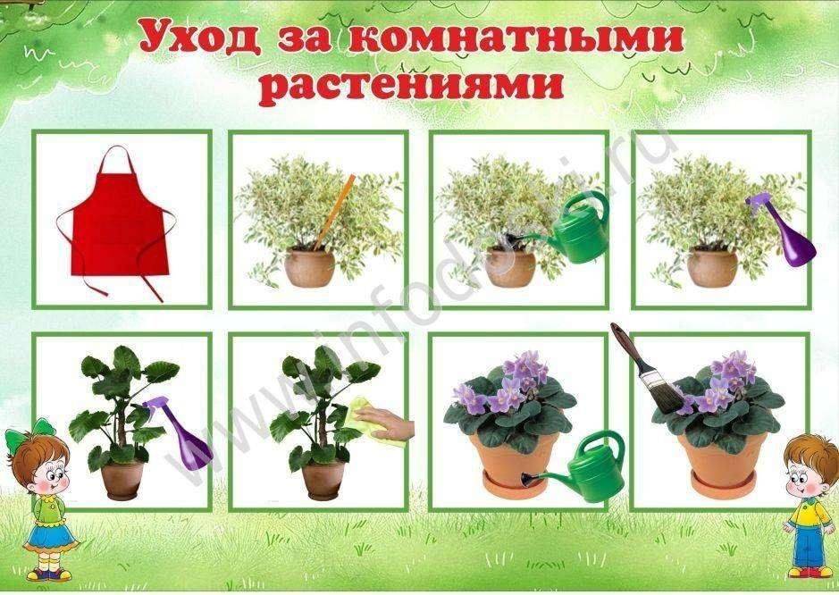 Комнатные растения для новичков-цветоводов: фото и названия