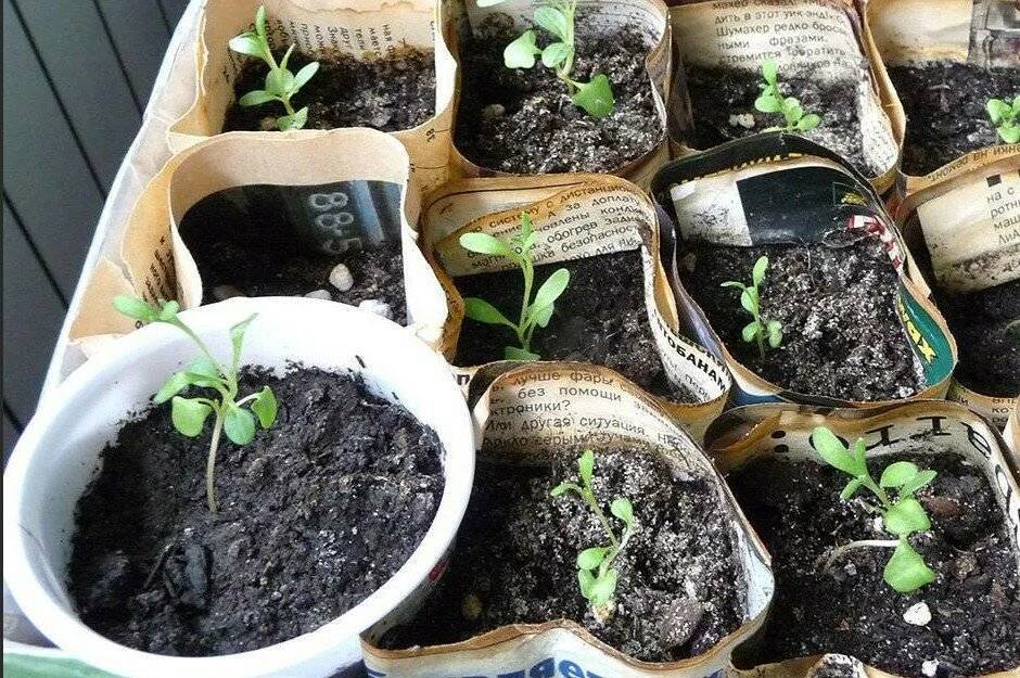 Как вырастить лаванду из семян?