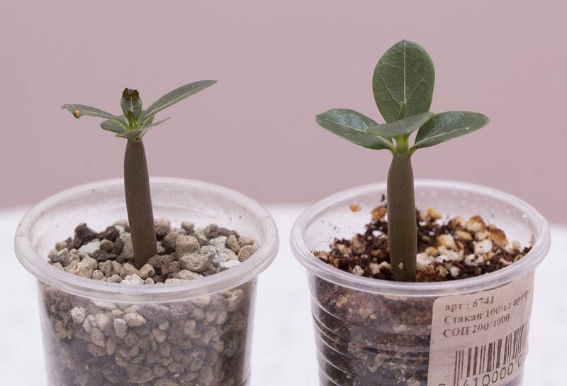 Условия выращивания адениума из семян в домашних условиях: посадка, способы размножения