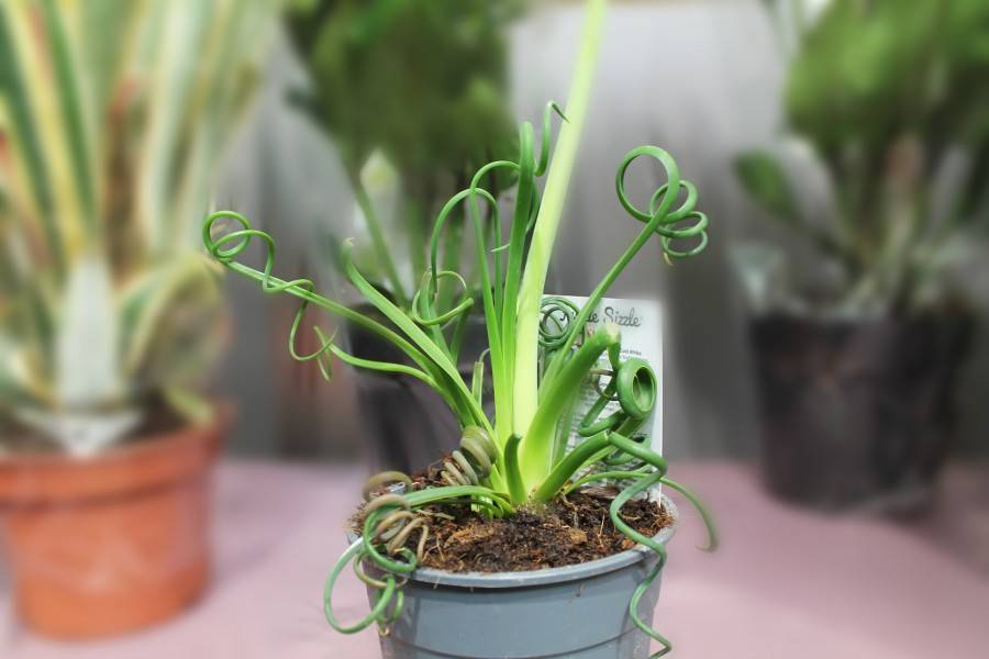 Альбука спиральная: фото, уход в домашних условиях и выращивание растения из семян