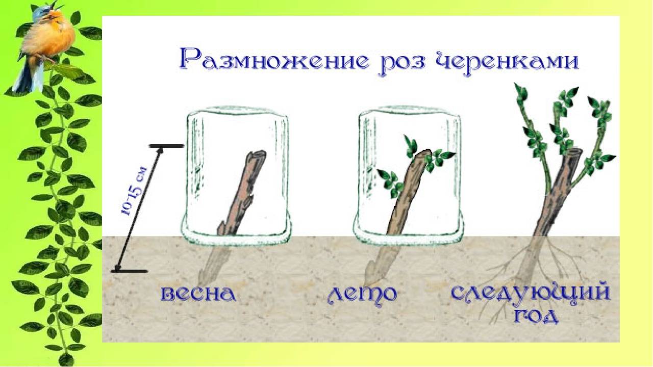 Размножение роз черенками летом: заготовка и укоренение черенков