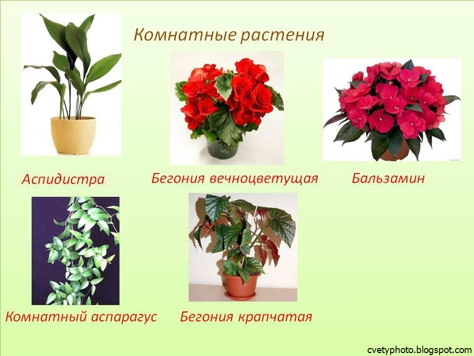 Растения домашние комнатные название. Комнатные растения:бегония, бальзамин («огонек»),. Вечноцветущая бегония Аспидистра. Комнатные цветы герань, бегония,. Растения герань и бальзамин.