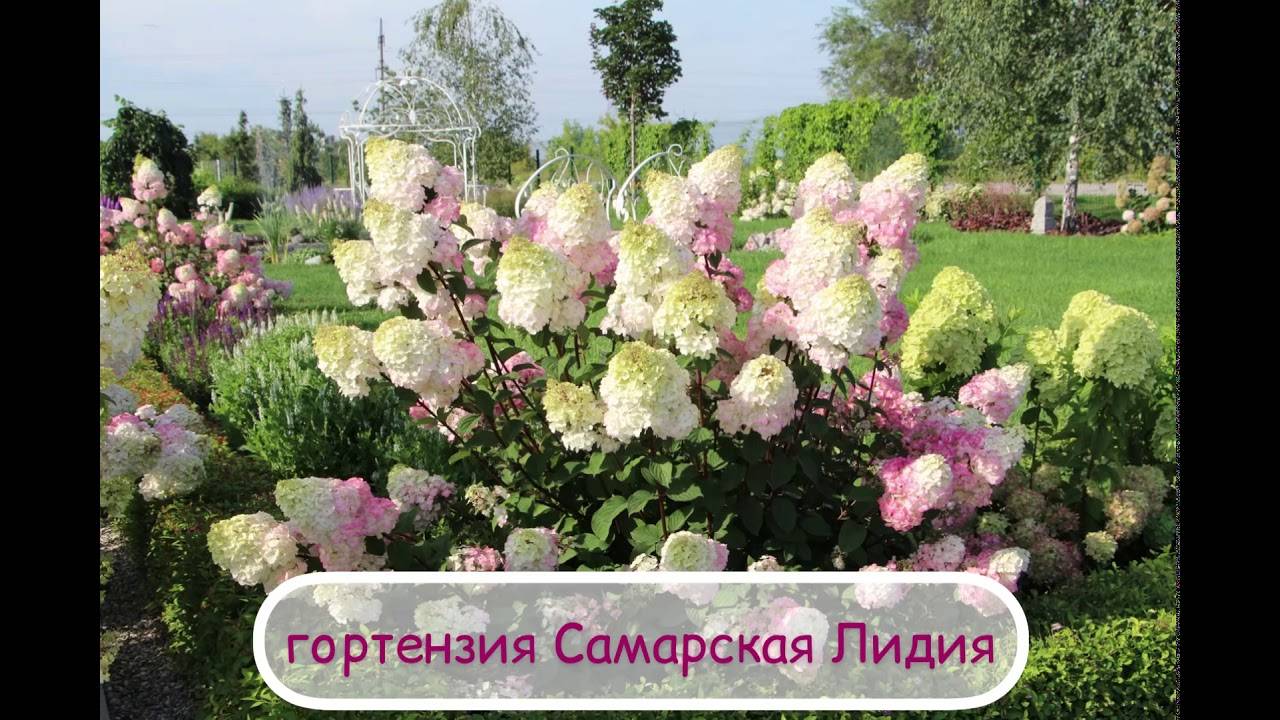 Самарская лидия: сорт гортензии метельчатой, посадка, уход, выращивание