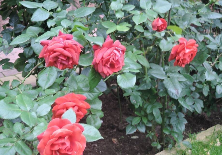 Роза терракота: описание и характеристика сорта, отзывы, фото цветов красно-кирпичного цвета, посадка, выращивание и уход, обрезка
