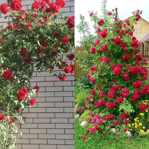 Розы клаймберы: топ-6 лучших сортов плетистых роз и особенности их выращивания | огородники
