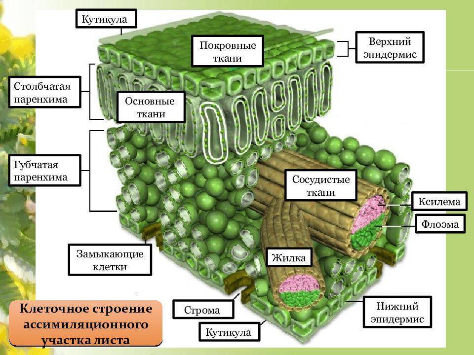 Растительные ткани - bio-lessons