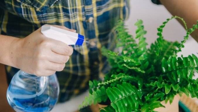 Можно ли поливать растения дистиллированной водой