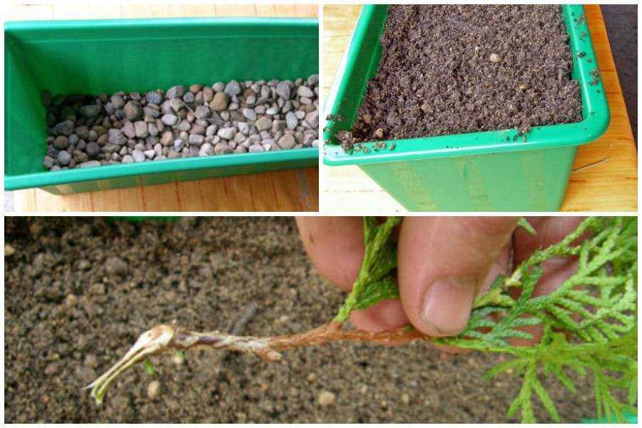 Выращивание цереуса перуанского: как посадить, ухаживать, удобрять, размножать