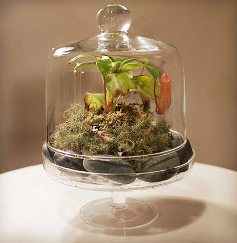 Растения для флорариума: как сделать мини-сад в стекле?