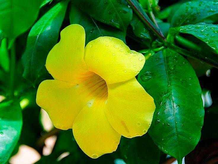 Алламанда (allamanda) – красивое комнатное растение