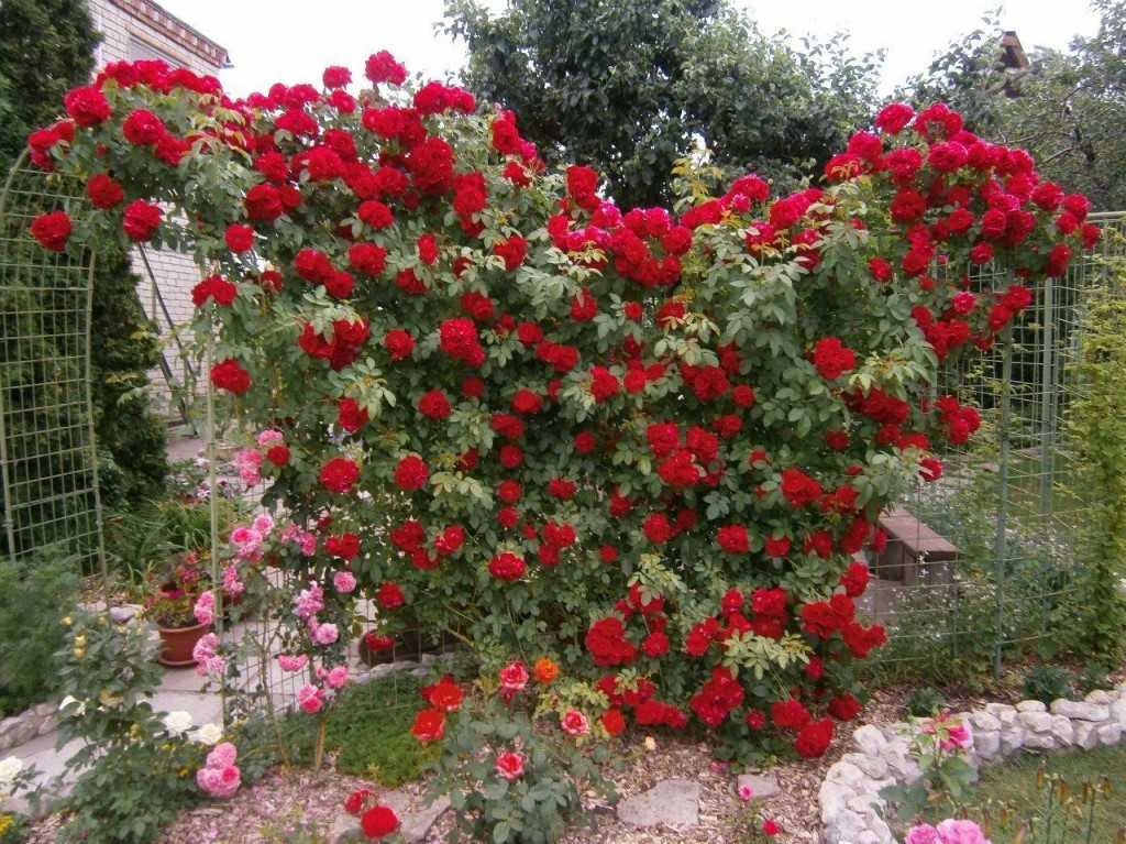 Роза фламментанц (flammentanz) — посадка и уход, как обрезать после цветения