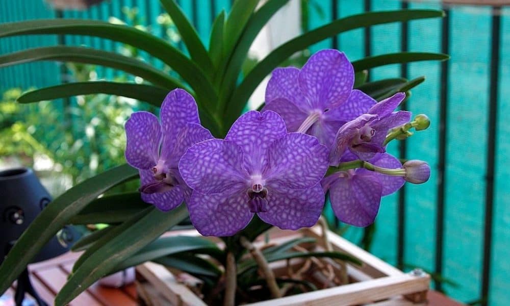 Орхидея ванда: фото и условия содержания роскошной экзотической красавицы