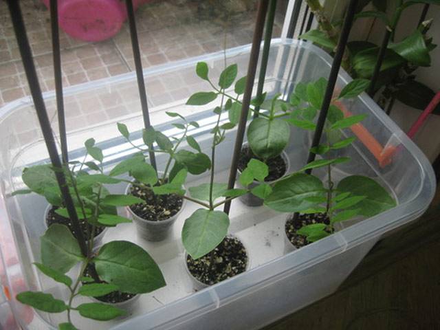 Лазающая кобея: выращивание из семян в домашних условиях