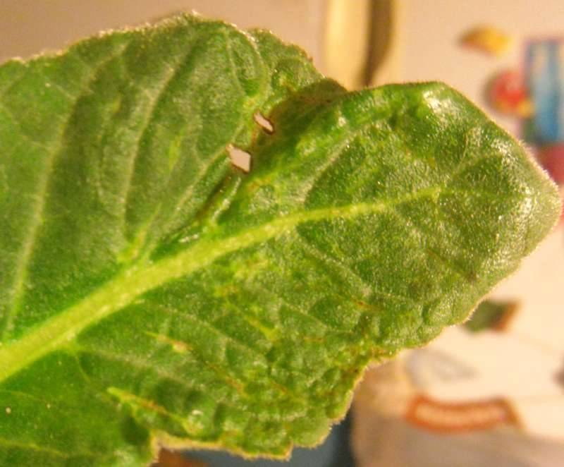 Почему у глоксинии сохнут края листьев. обзор болезней глоксинии с фотографиями и способами лечения