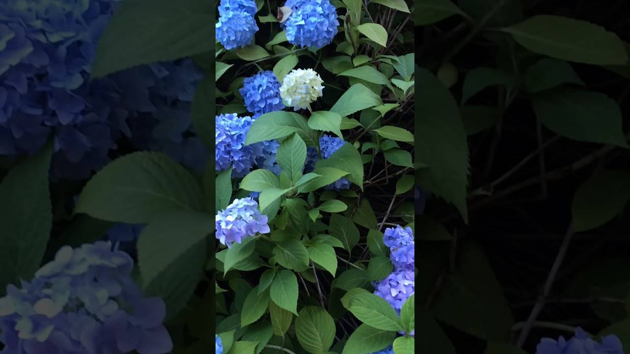 Гортензия бесконечное лето крупнолистная hydrangea macrophylla «endless summer»