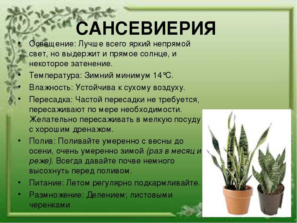 Сансевиерия цилиндрическая — самое простое в уходе комнатное растение