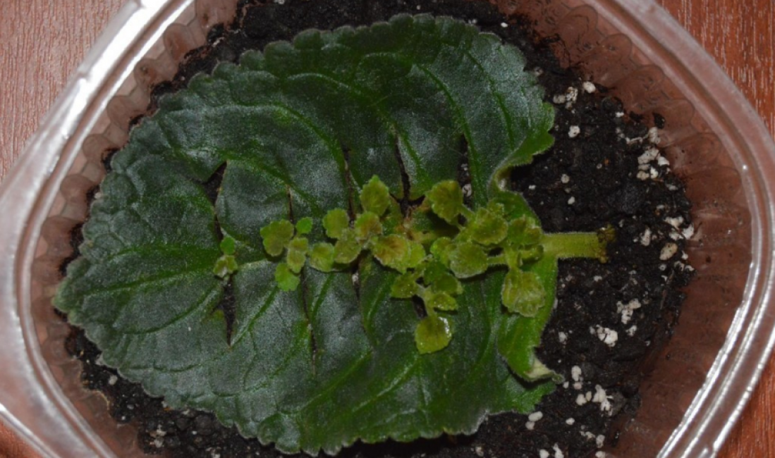 Красавица глоксиния: размножение семенами и листом