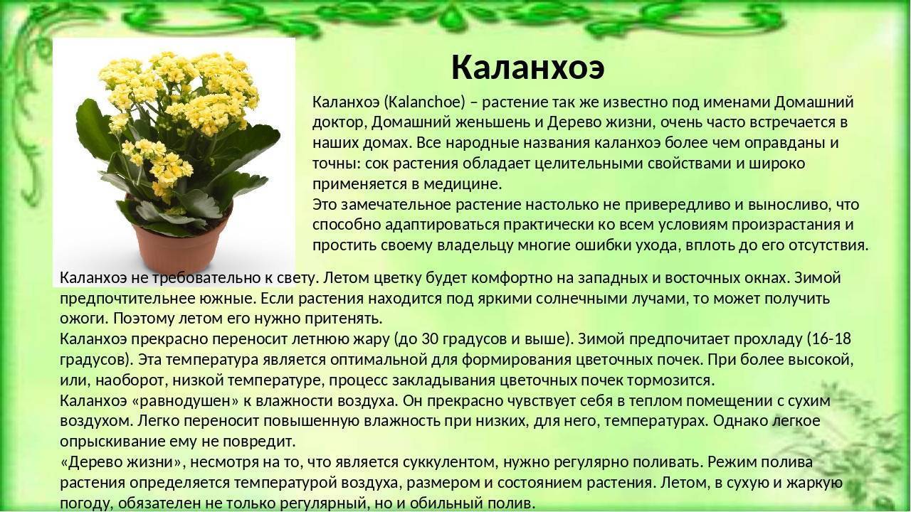 Каланхоэ: описание, уход и лечебные свойства растения