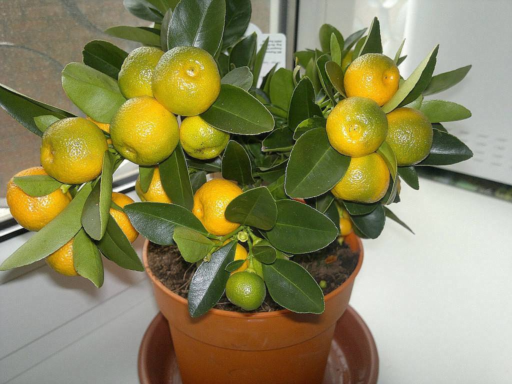 Как ухаживать за лимоном дома: чем подкормить, как обрезать и поливать