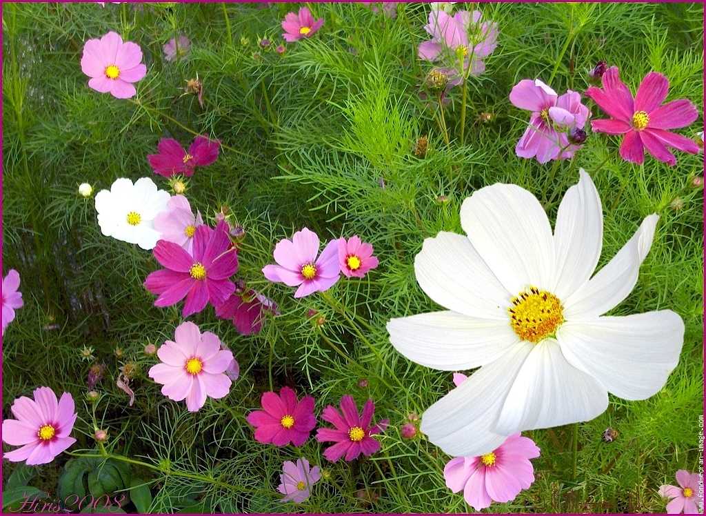 Космея: фото цветка, выращивание из семян, рассада, когда сажать в открытый грунт, посадка и уход, многолетняя, махровая, как выглядит, на клумбе, описание, сорта