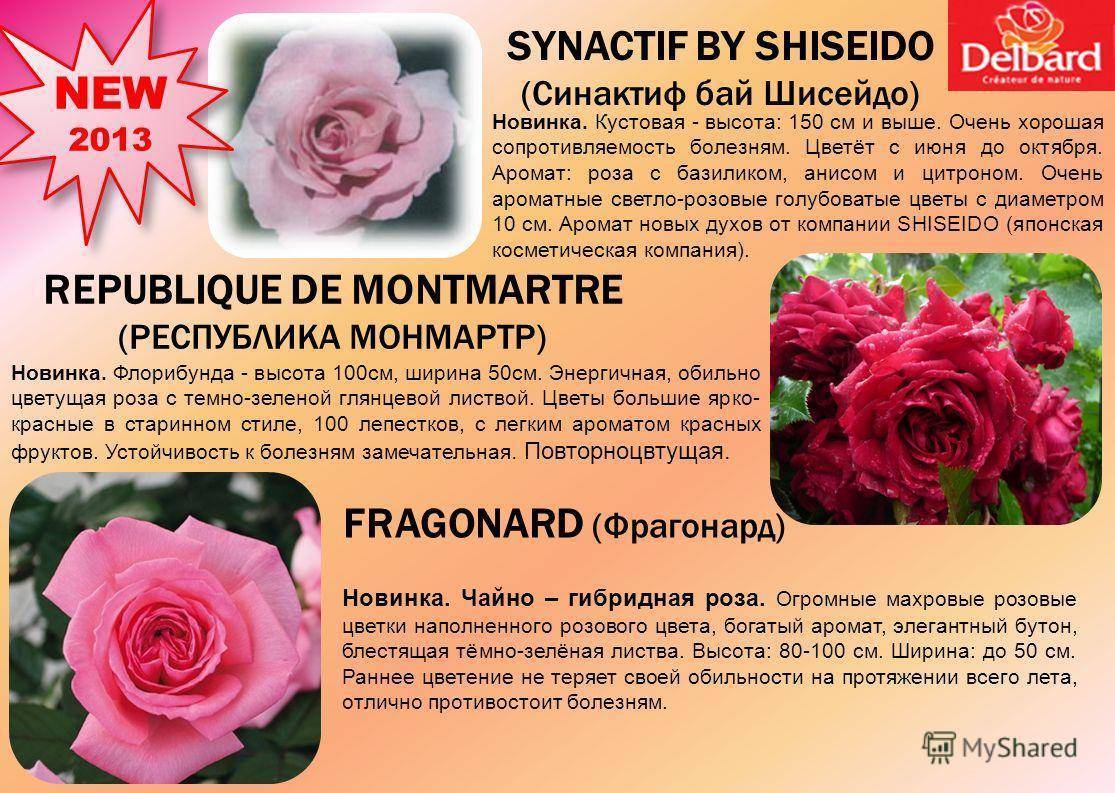 Роза абракадабра - фото и описание