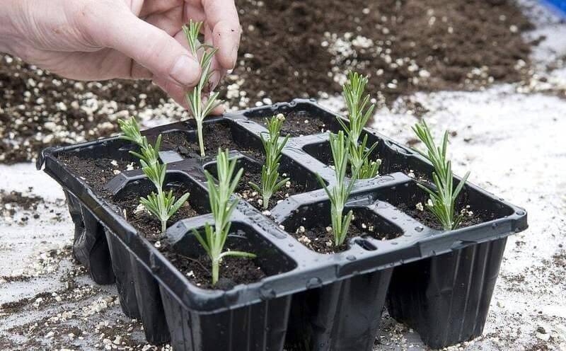 Выращивание лаванды из семян в домашних условиях: как выглядит, когда и как сажать на рассаду, как размножить