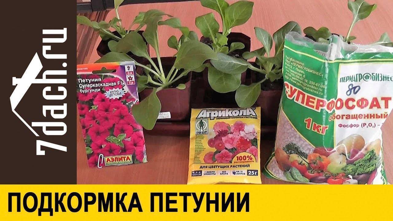 Подкормка петунии для роста и обильного цветения: когда и как подкормить петунию народными средствами и удобрениями | оазис в доме