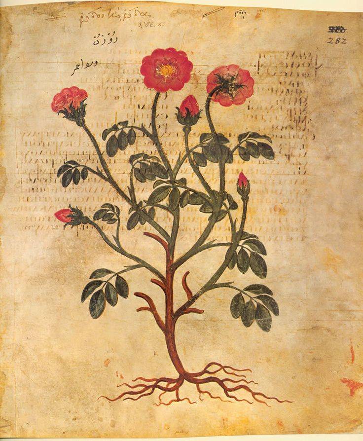 История растений: цветы в древней руси | комнатные цветы и уход за ними