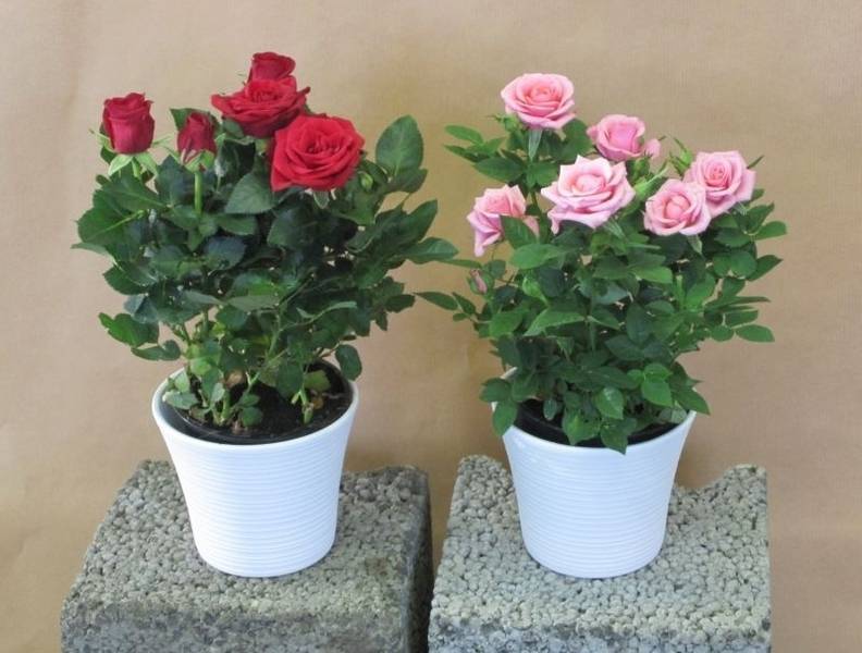 Приметы и суеверия о комнатной розе: можно ли держать ее в доме, растить зимой на подоконнике