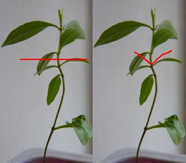 Как вырастить авокадо (с иллюстрациями) - wikihow