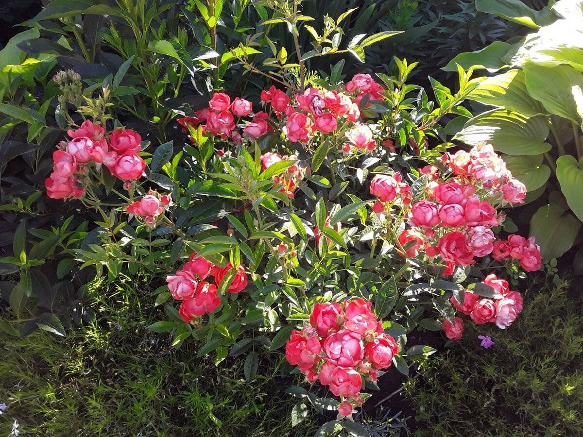 Роза мандарин 2020 (korlisuha) (mandarin 2020 (korlisuha)) - патио - фото, описание сорта