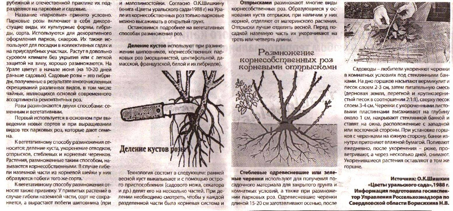 Особенности выращивания кактусов рода цереус