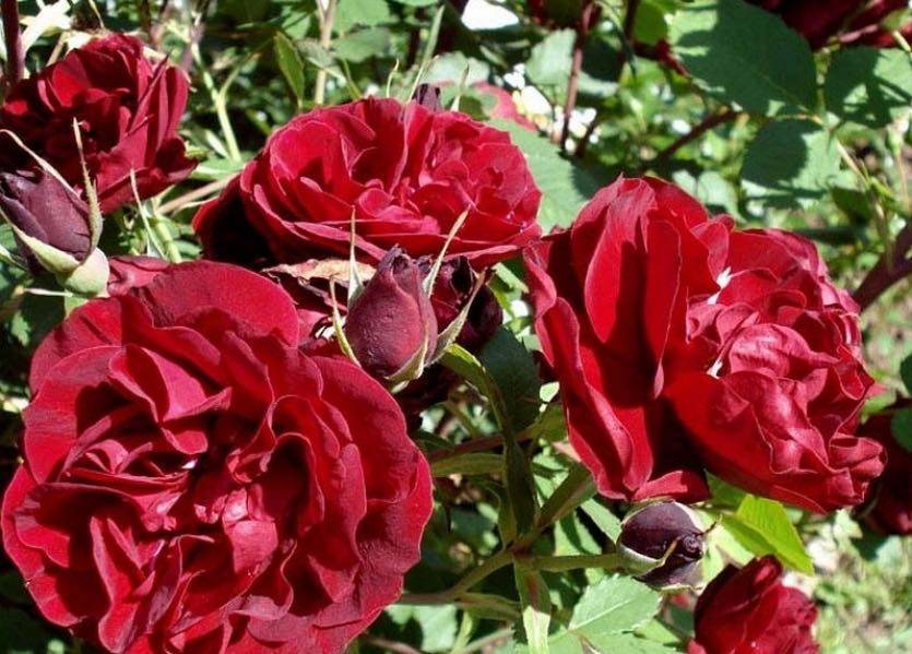 Парковая роза "катбер грант" (отзывы, описание сорта, уход, фото)