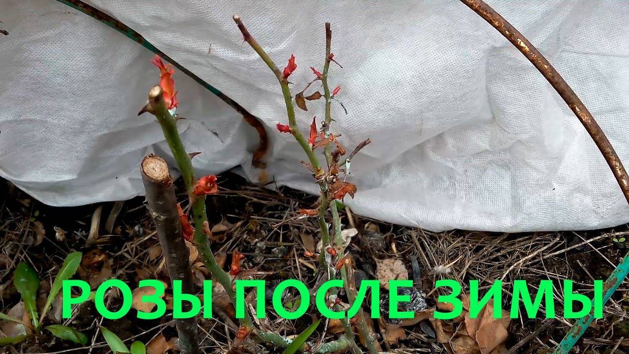 Проблемы с розами после снятия зимнего укрытия