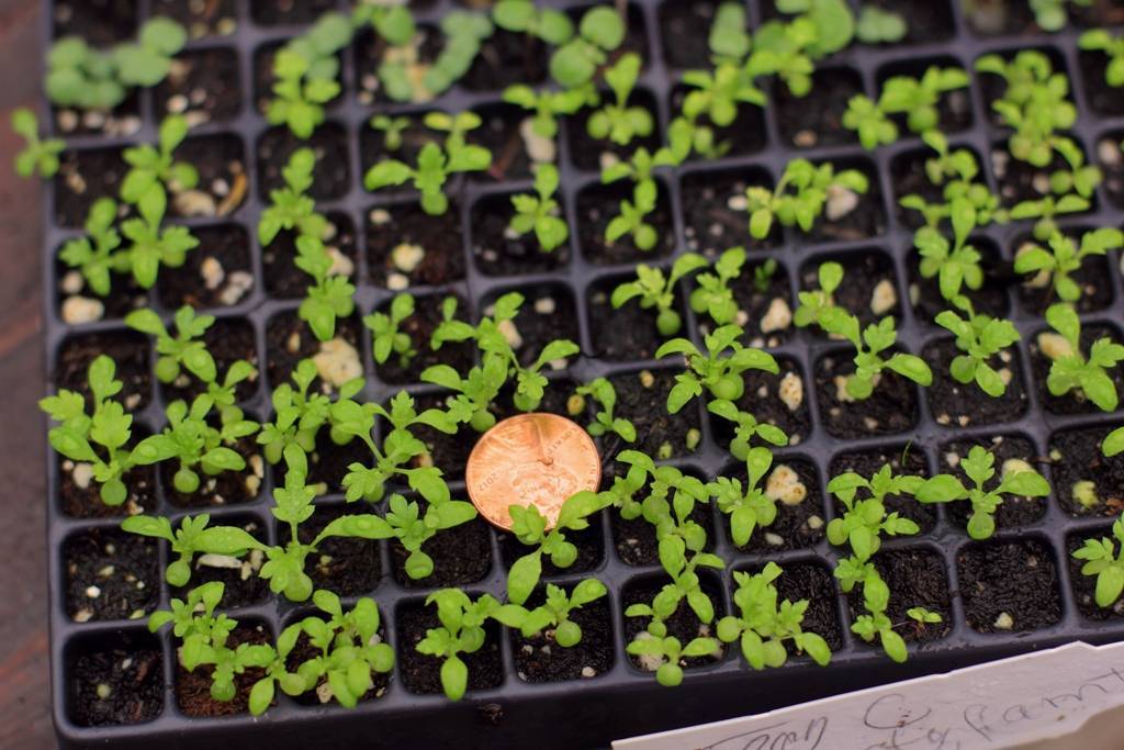 Иберис (40 фото): многолетний, однолетний, зонтичный, вечнозеленый, выращивание из семян в открытом грунте, посадка, уход
