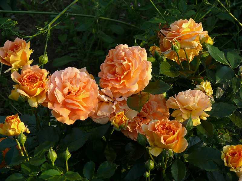 Какие сорта желтых роз флорибунда пользуются спросом у садоводов и флористов