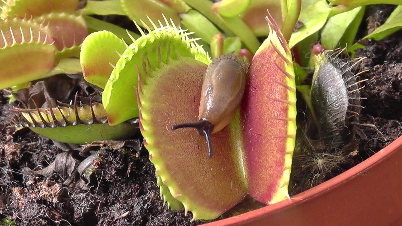 Венерина мухоловка - загадочное и опасное растение-хищник, можно ли вырастить ее в обычной квартире