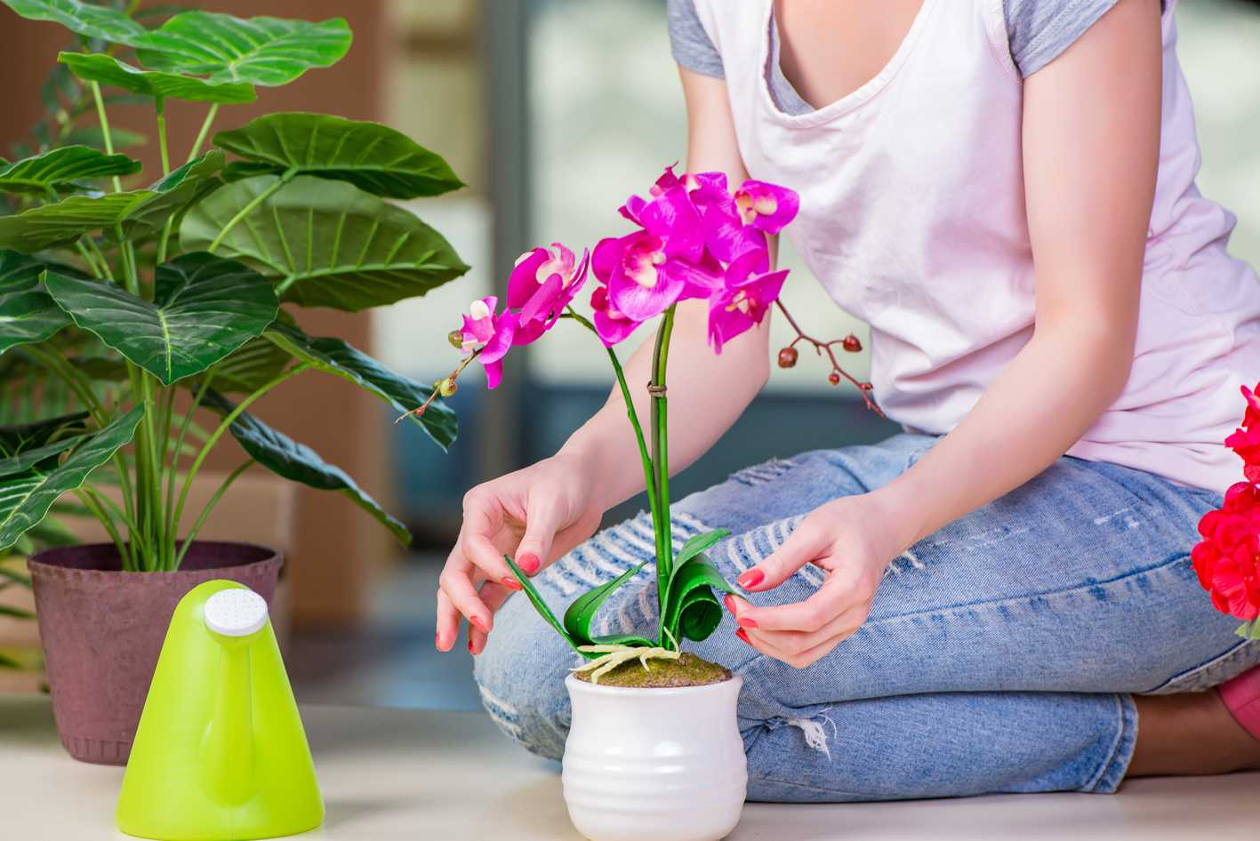 Орхидея (фаленопсис). как ухаживать за орхидеей после покупки в магазине - домашние растения