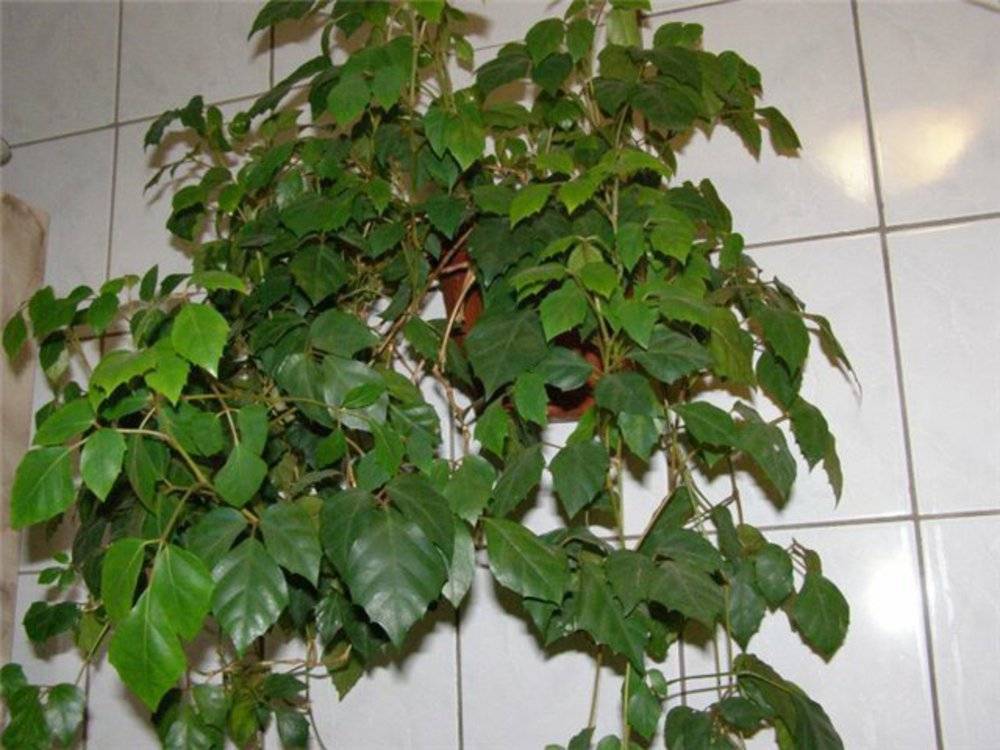 Домашнее растение «березка» (роициссус): уход в домашних условиях, фото, польза и вред комнатного цветка