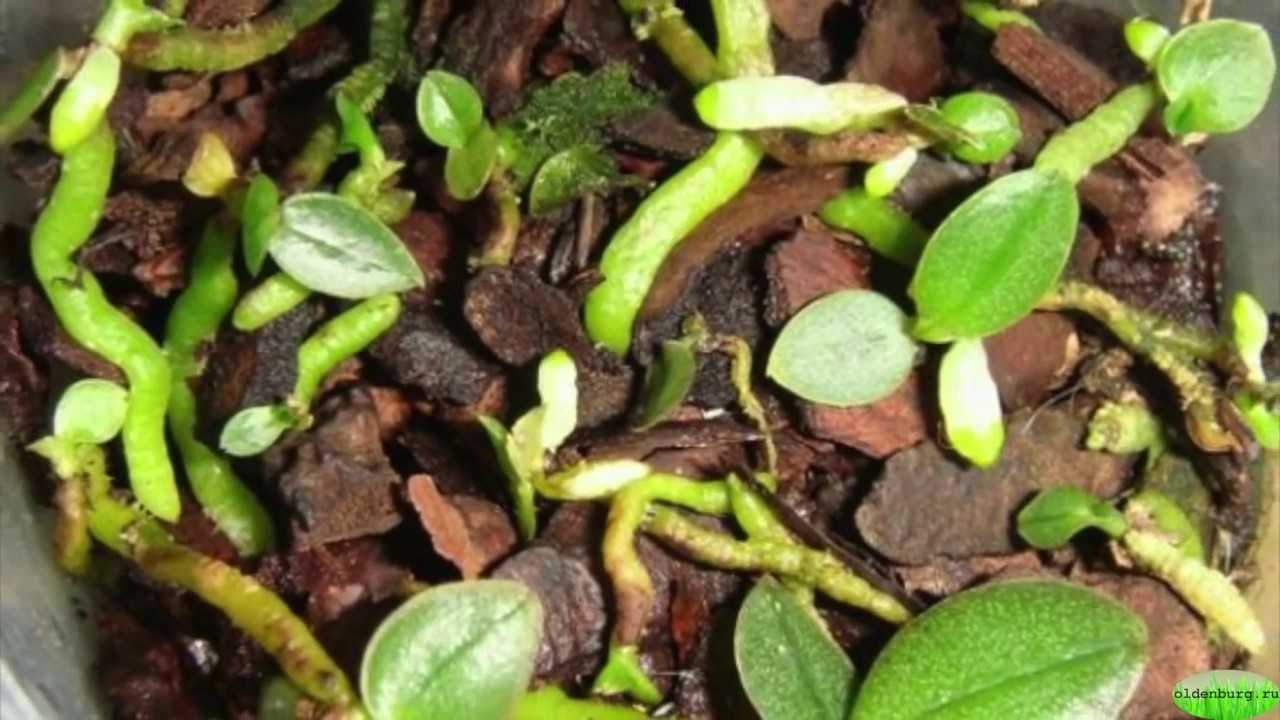 Как посадить орхидею: правила посадки и ухода за растением - sadovnikam.ru