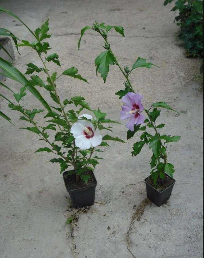 Гибискус садовый (сирийский): посадка и уход в открытом грунте, особенности выращивания