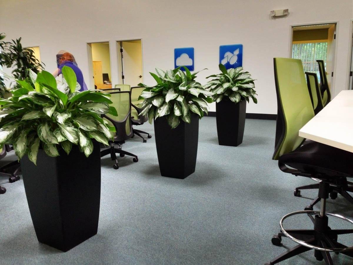 Растения для офиса и их положительное влияние