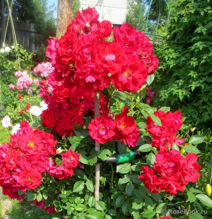 Роза аделаида худлесс (adelaide hoodless) – характеристики и описание сорта с фото, отзывы садоводов