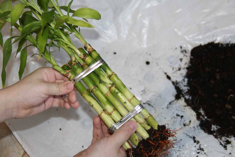 Как растить бамбук в домашних условиях?