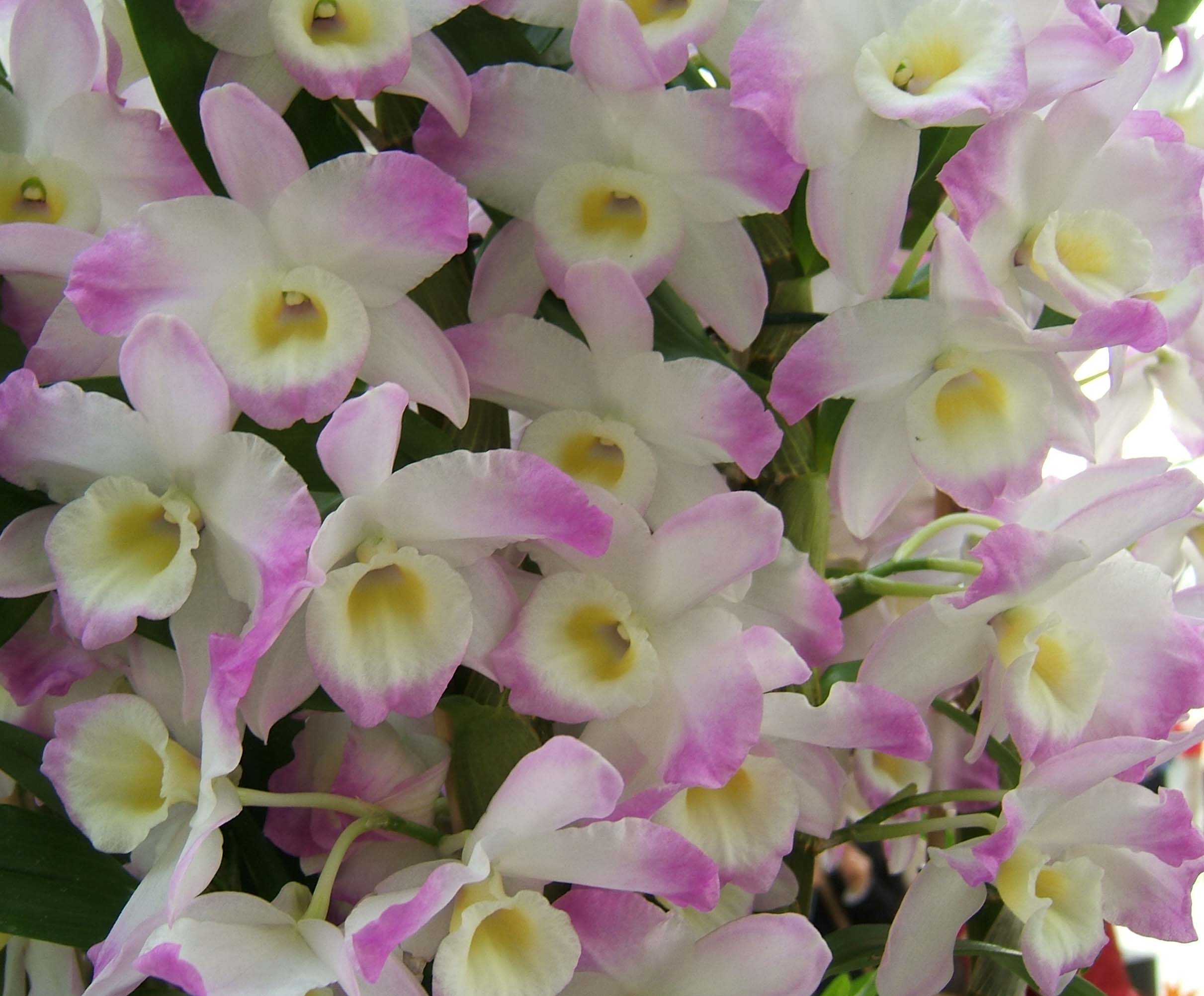 Дендробиум фаленопис| блог об орхидеях