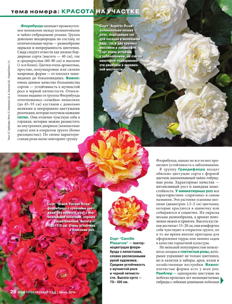 9 лучших сортов роз флорибунда: фото, особенности ухода