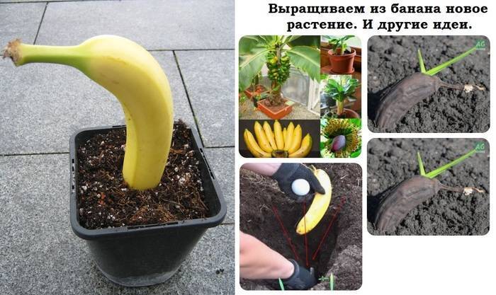 Банан – уход в домашних условиях. выращивание комнатного банана, пересадка и размножение. описание, виды. фото