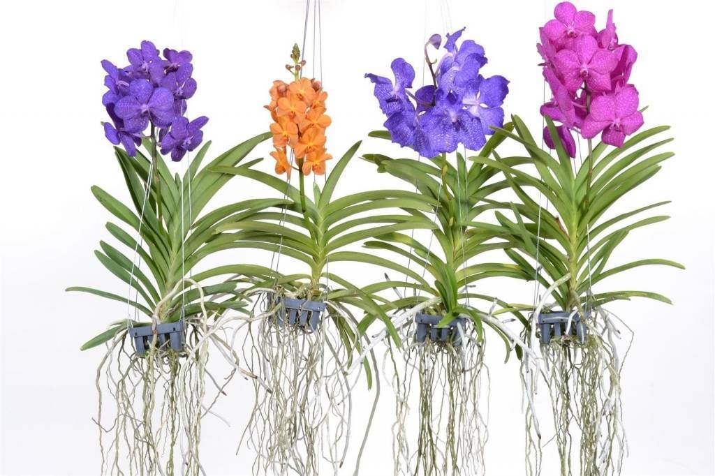 Как ухаживать за орхидеей ванда: размножение, пересадка, полив